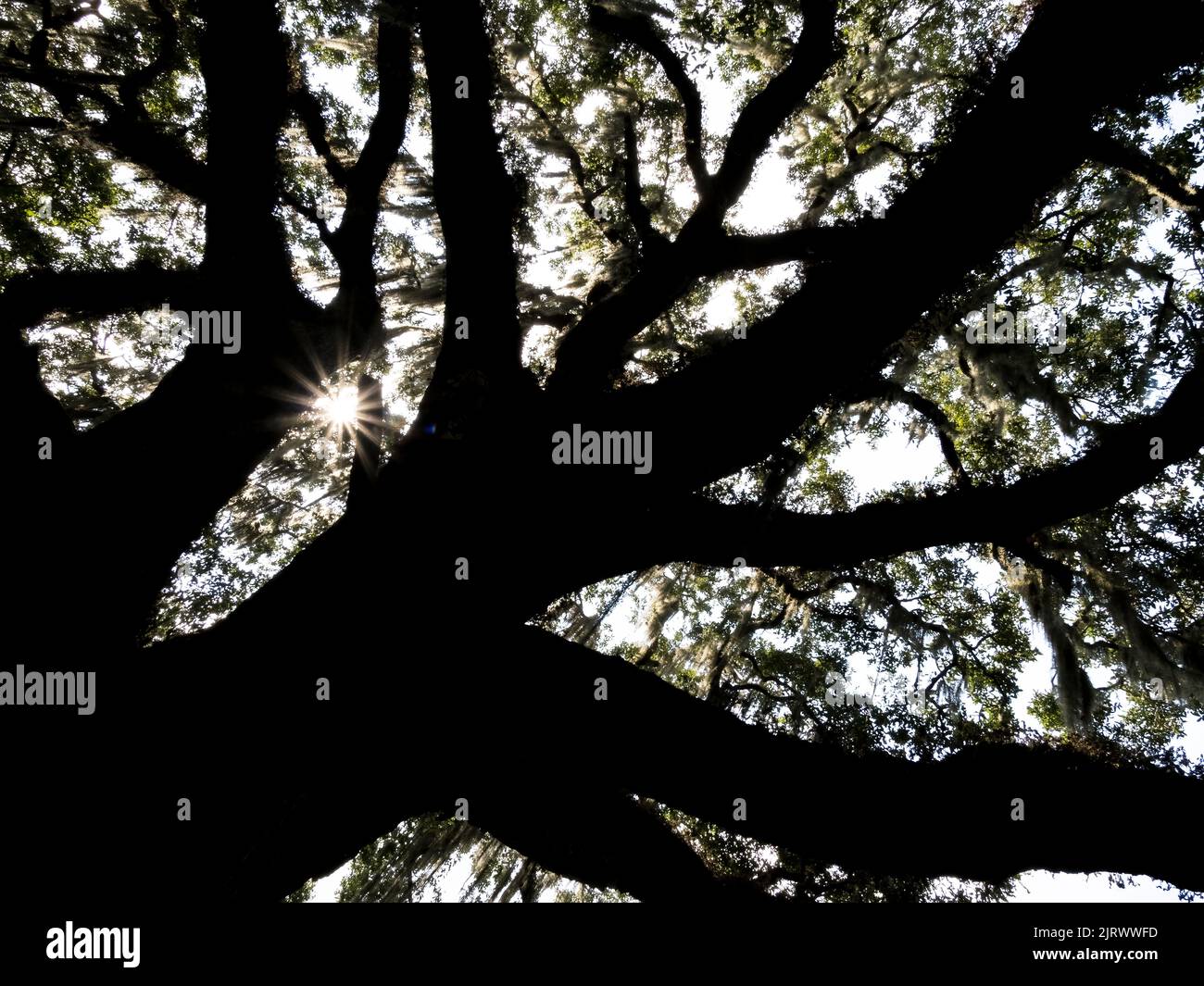 Live Oak tree in the Washington Oaks Historic District of Washington