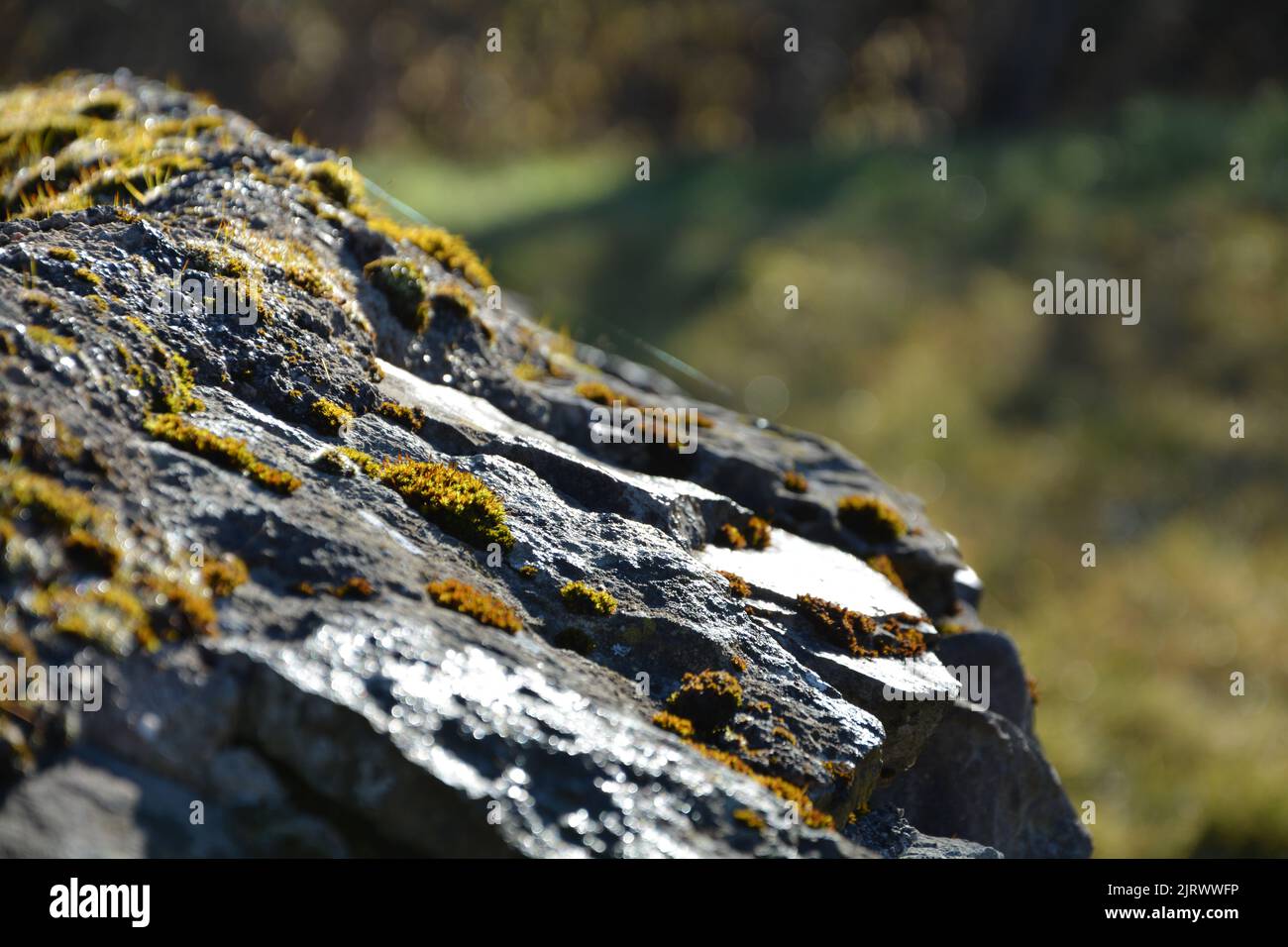 Moss growing on stone (rock) Stock Photo