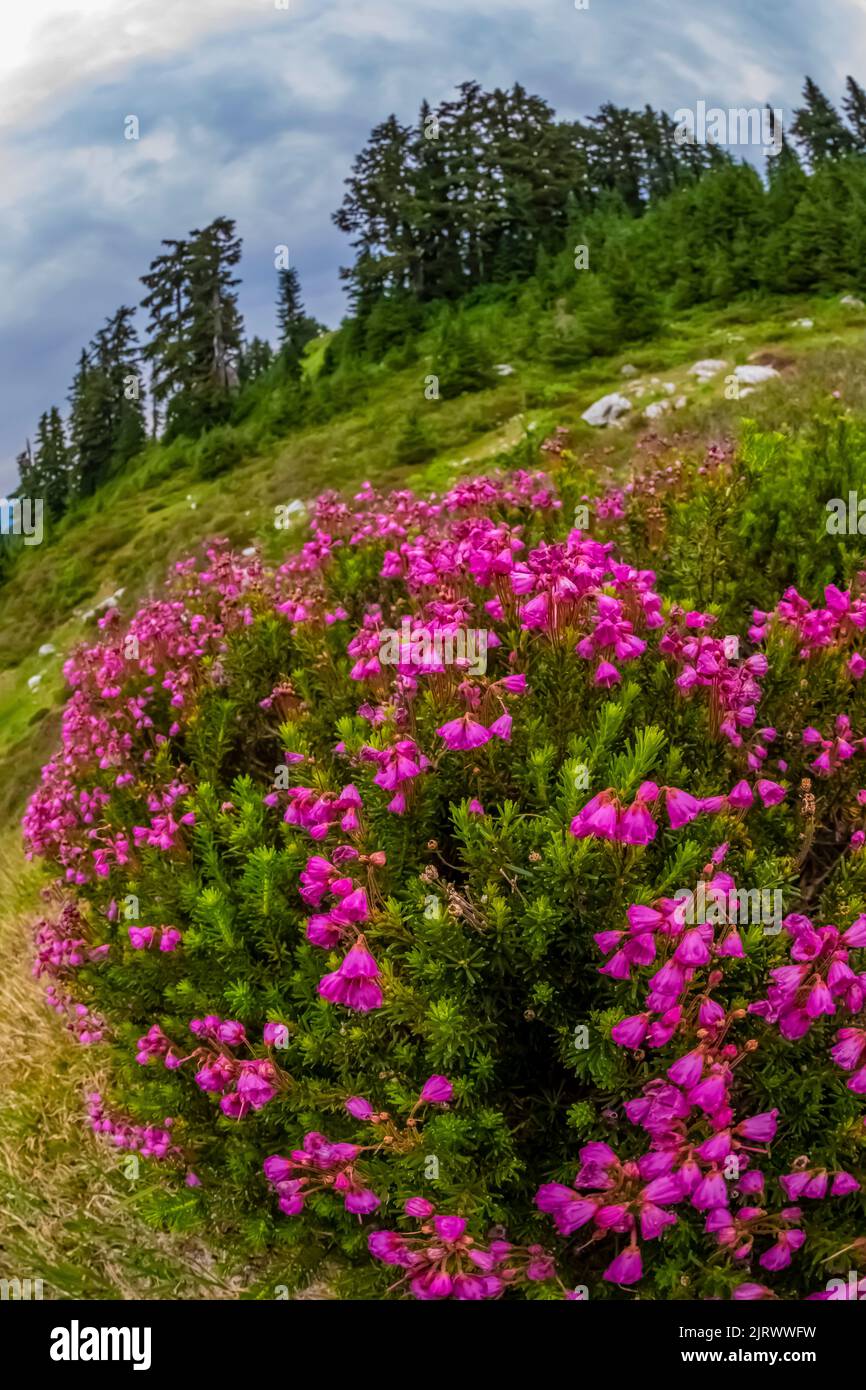Pink Mountain-Heath, Phyllodoce empetriformis, blooming on Evergreen Mountain,, Cascade Range, Mt. Baker-Snoqualmie National Forest, Washington State, Stock Photo
