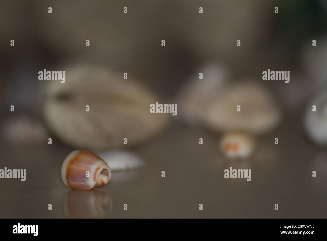 red small seashell in front and more shells in blurred background Stock Photo