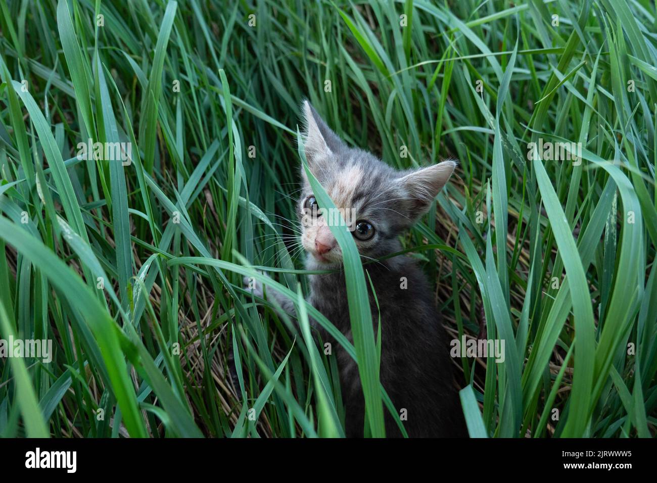 little big-eyed kitten in the green grass Stock Photo - Alamy