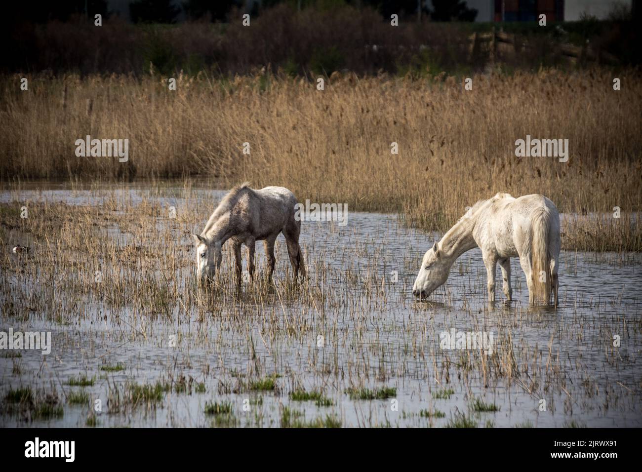 2 white horses in water at Naravni rezervat Škocjanski zatok, Koper Stock Photo