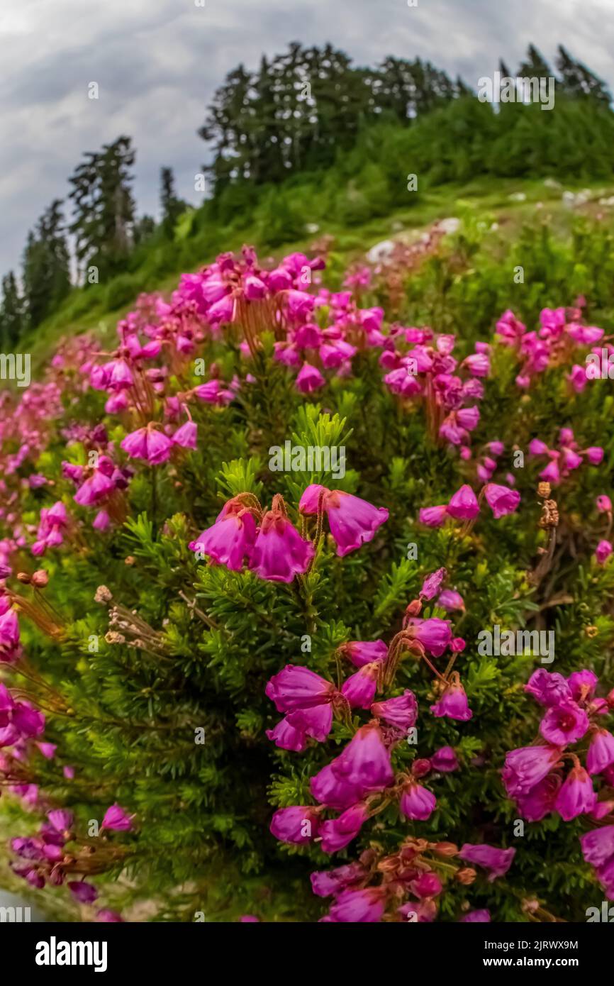 Pink Mountain-Heath, Phyllodoce empetriformis, blooming on Evergreen Mountain,, Cascade Range, Mt. Baker-Snoqualmie National Forest, Washington State, Stock Photo
