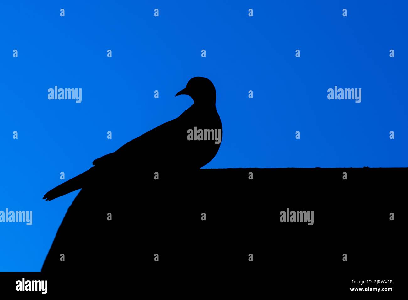 black silhouette pigeon shape on dark blue sky background Stock Photo