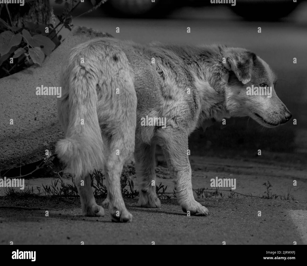 scared dog (Canis familiaris) look (black and white photo) Stock Photo