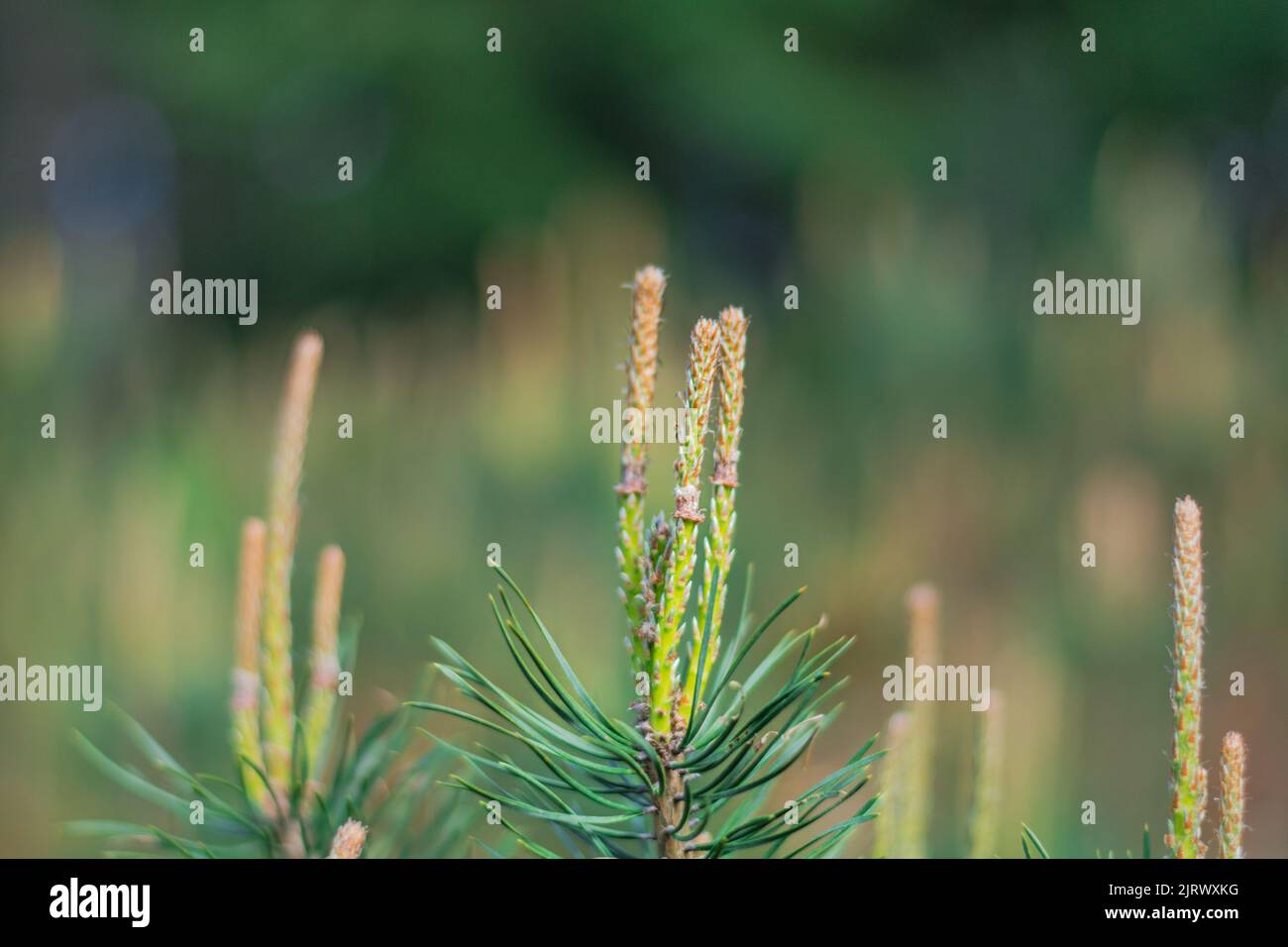 Green Pine tree blooming with bokeh background Stock Photo