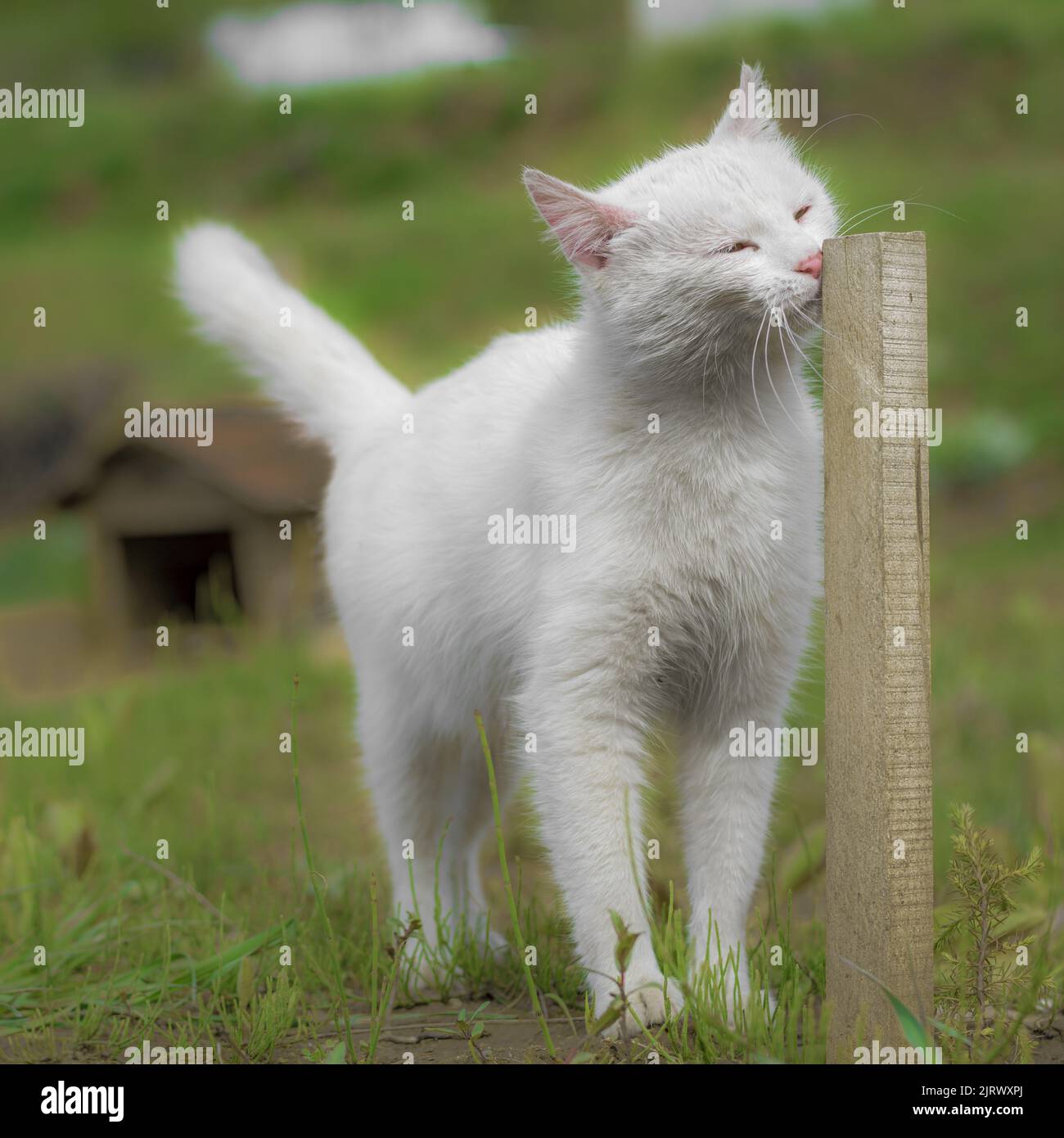 Pure white domestic cat nuzzling against wooden pole on grass field Stock Photo