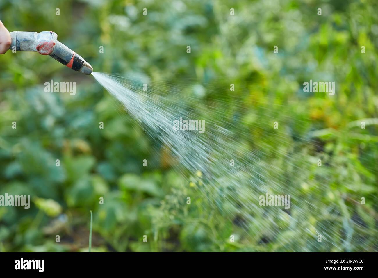 Watering garden equipment hand holds the sprinkler hose for