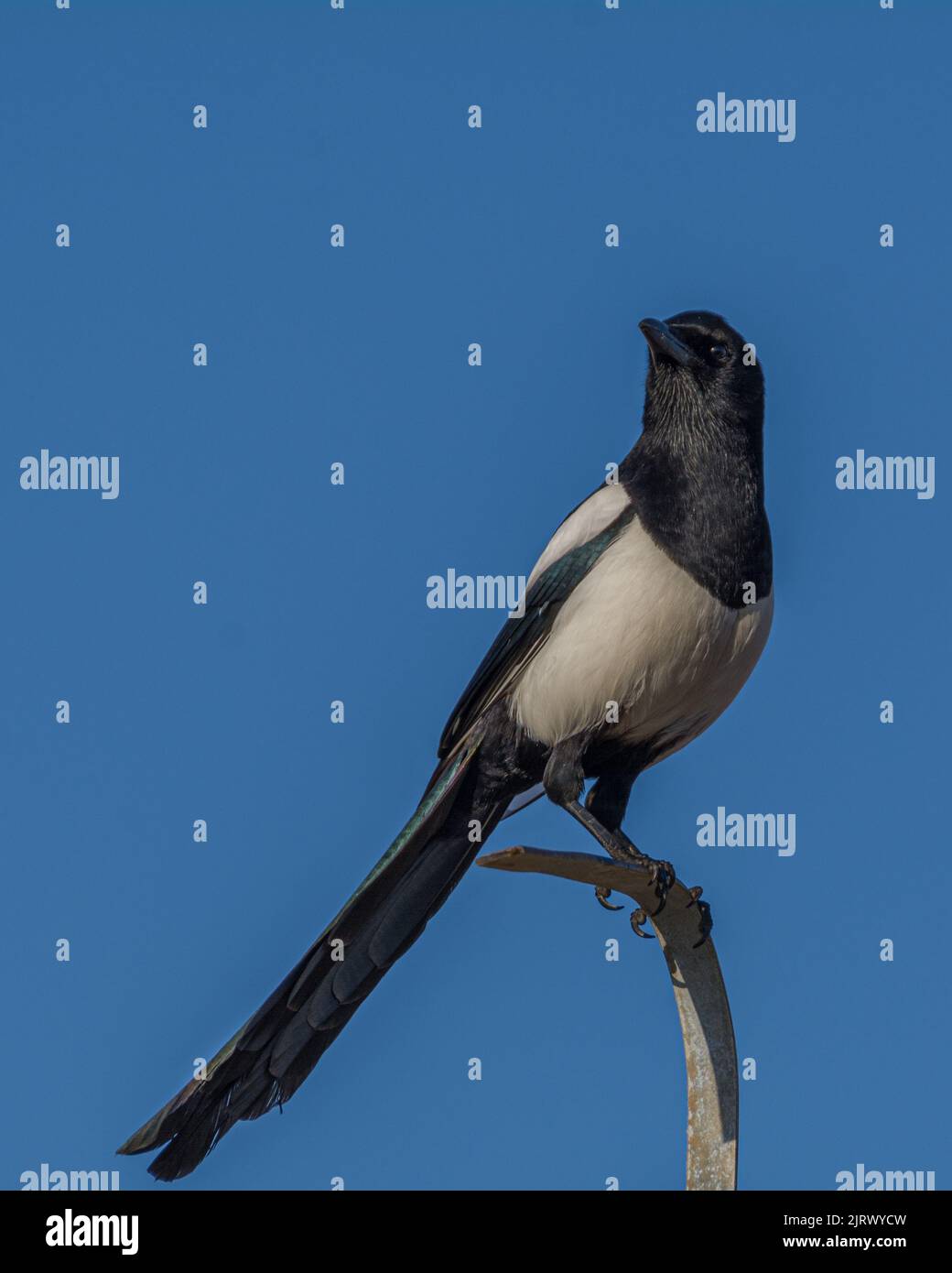 Black & white magpie bird from below with blue sky in background Stock Photo
