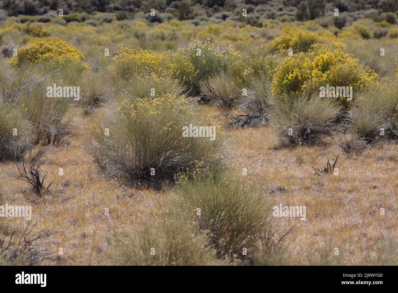 Rubber rabbitbrush is blooming during late summer in Mono basin Stock Photo