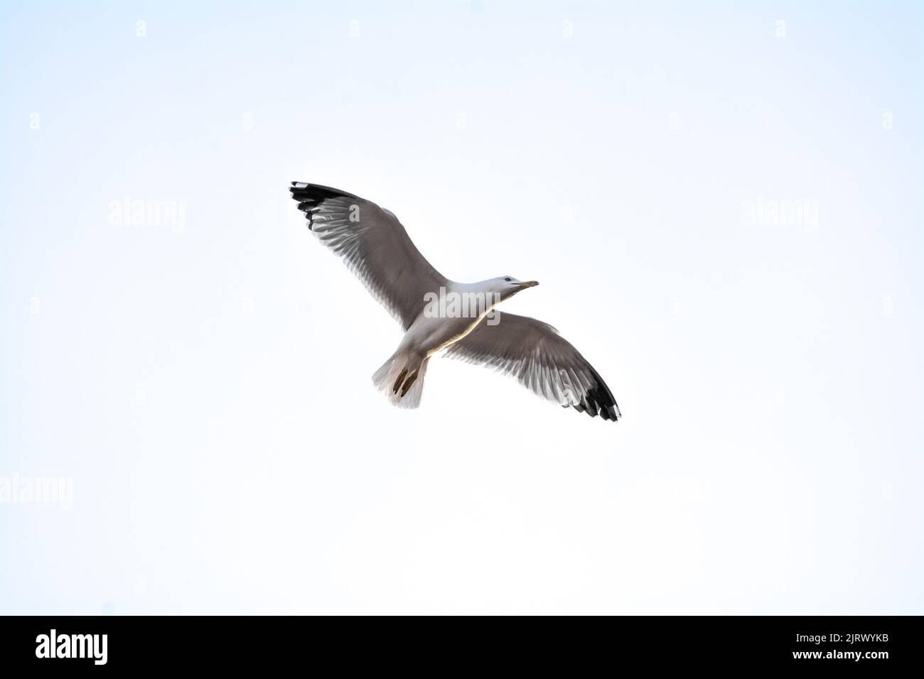 Seagull in the sky from below with spread wings Stock Photo
