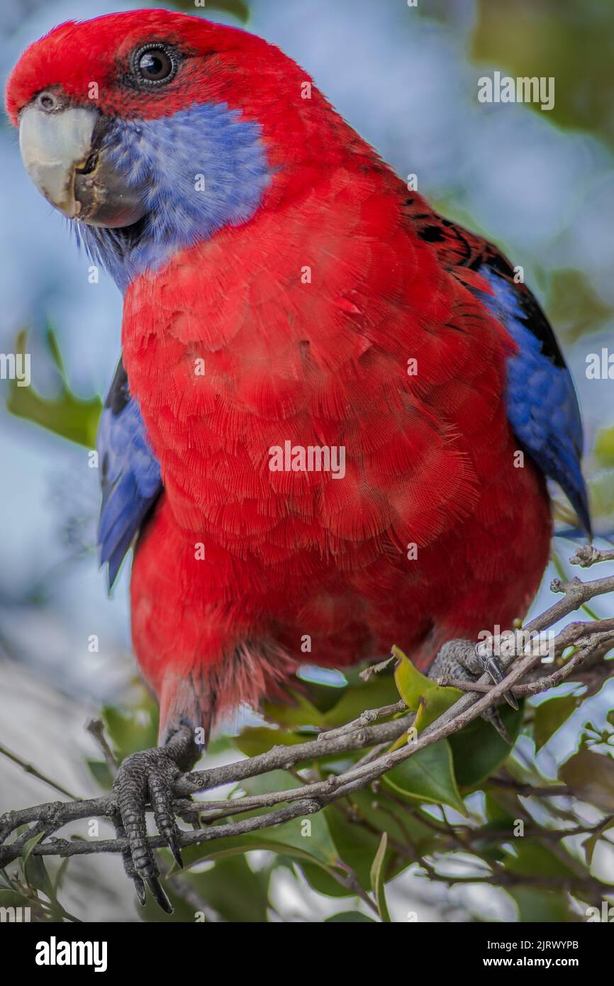 Crimson Rosella parrot portrait stock photo Stock Photo