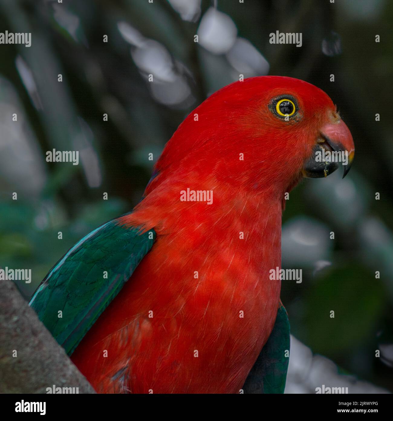 Australian king parrot from side stock photo Stock Photo