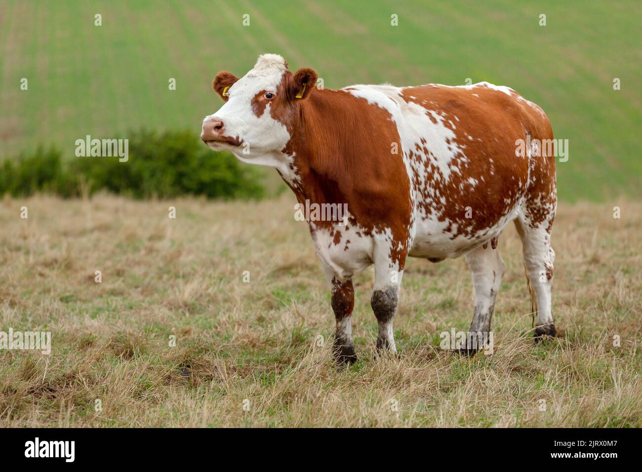 Close up of a red and white Ayrshire dairy cow, facing left with head raised in summer pasture.Blurred background, North Yorkshire, UK. Horizontal.  C Stock Photo