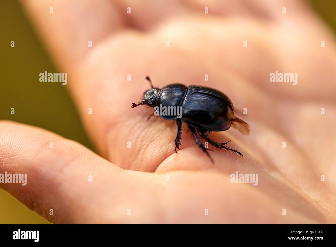 Hand holding bug hi-res stock photography and images - Alamy