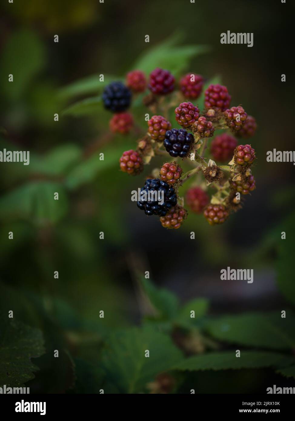 Close-up of blackberries of different degrees of ripeness in a bush. Stock Photo