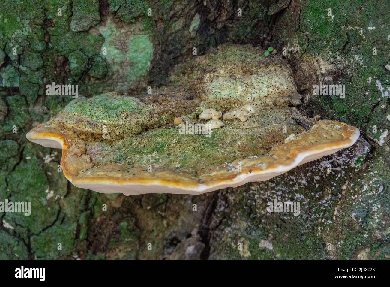 mushroom on a tree branch in park lage in rio de janeiro brazil. Stock Photo