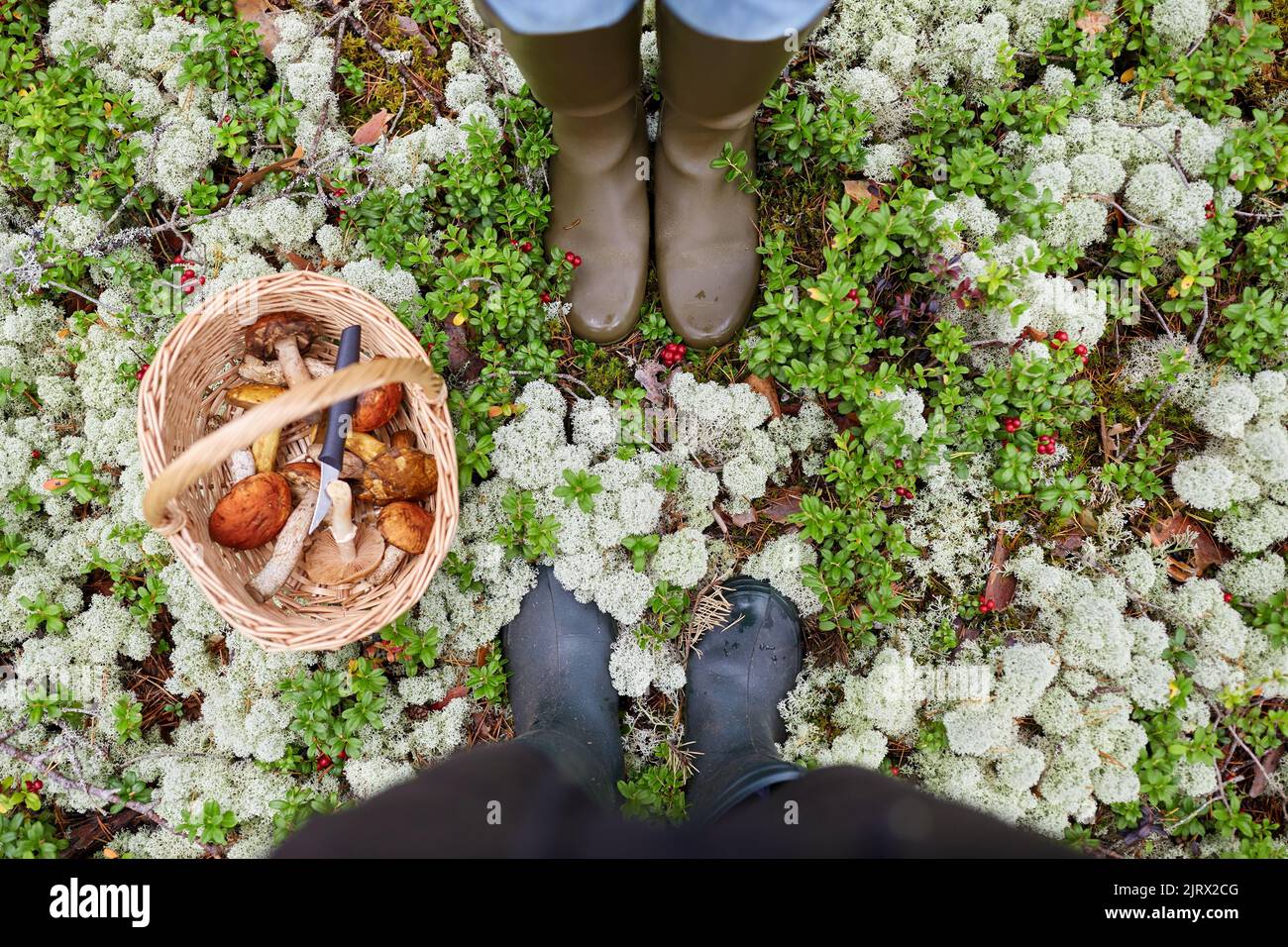 legs in rubber boots and mushroom basket in forest Stock Photo