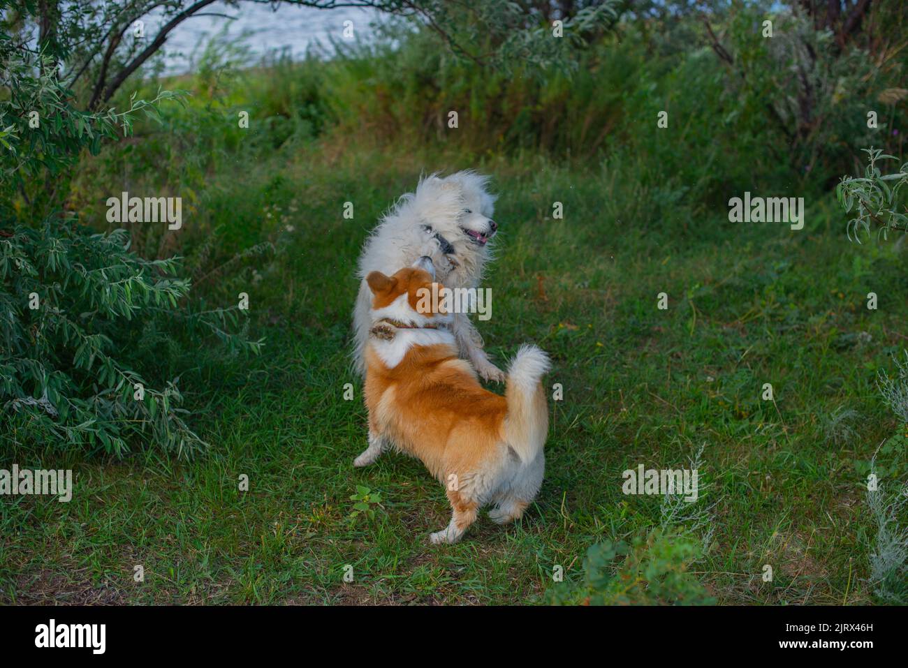 Dogs on grass bank hi-res stock photography and images - Alamy