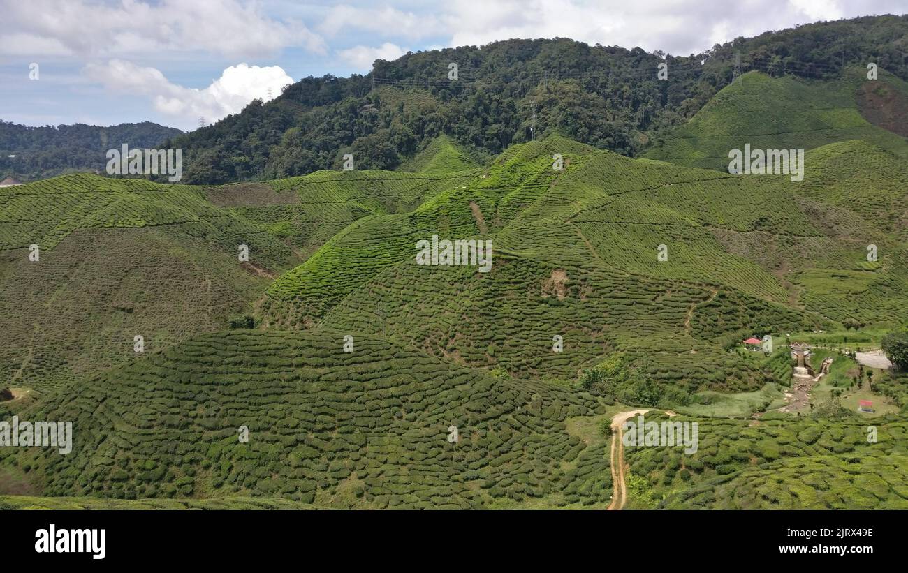 Lush green landscape dense vegetation hi-res stock photography and ...