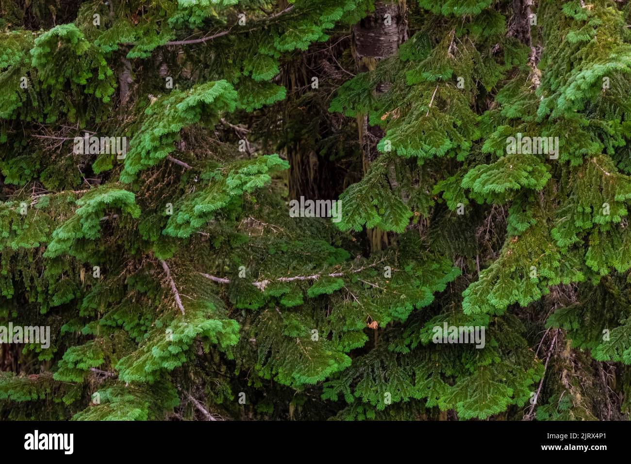 Grand Fir, Abies grandis, adjacent to a subalpine meadow on Evergreen Mountain,, Cascade Range, Mt. Baker-Snoqualmie National Forest, Washington State Stock Photo