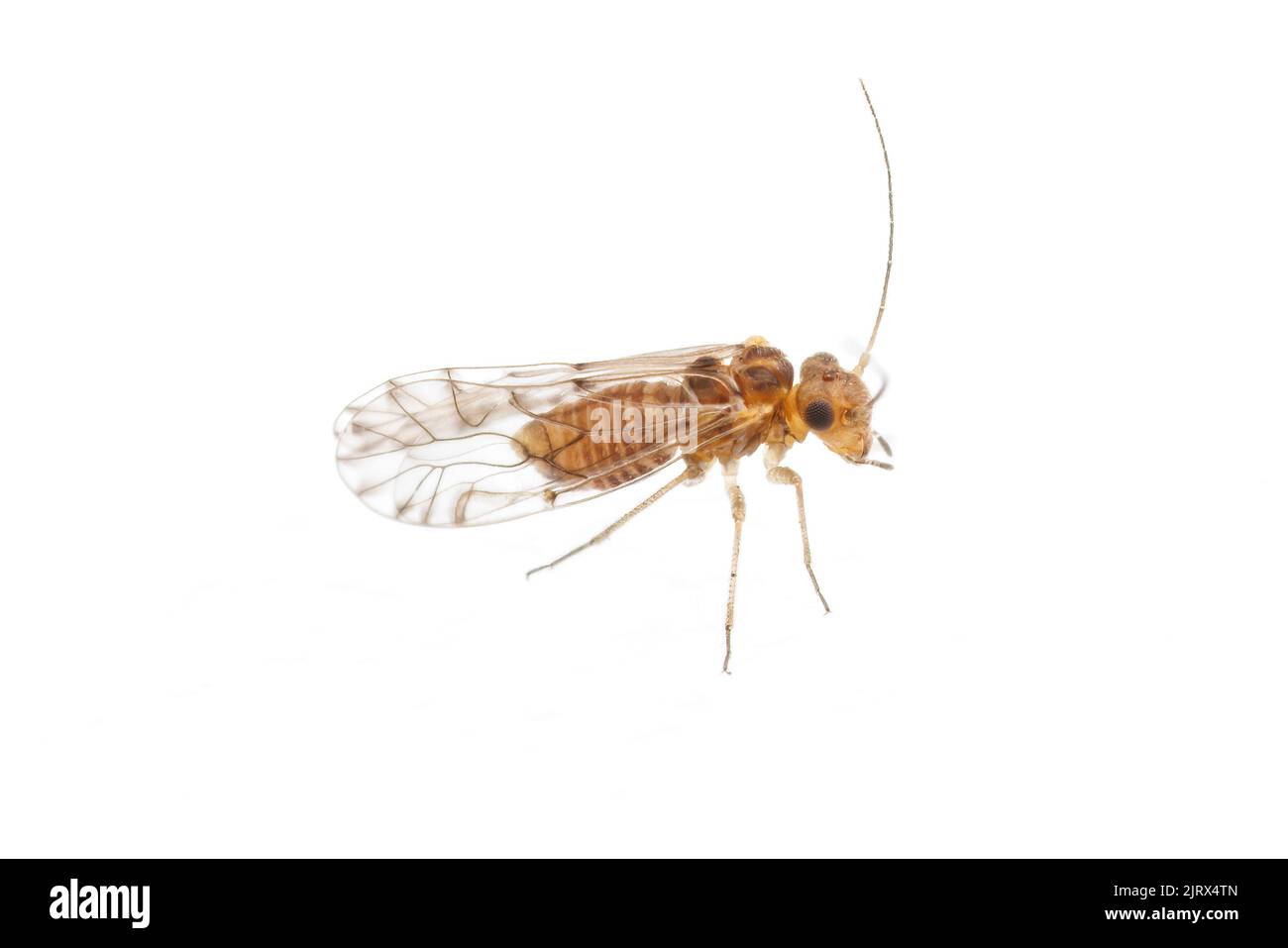 Fateful Barklouse (Lachesilla sp.) isolated on white background. Stock Photo