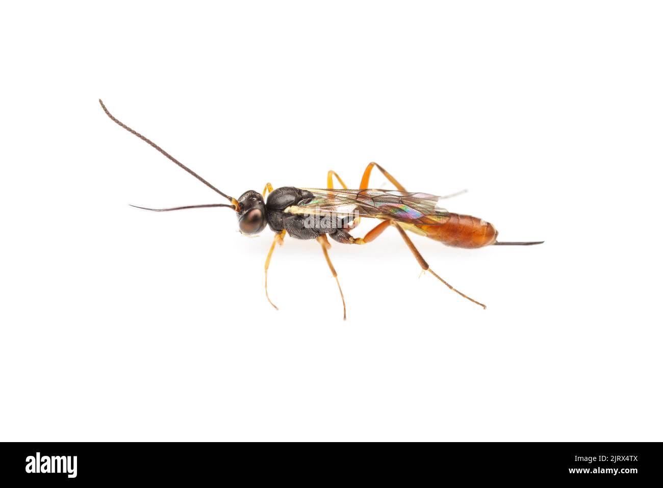 Ichneumonid Wasp (Campopleginae) - Female isolated on white background ...
