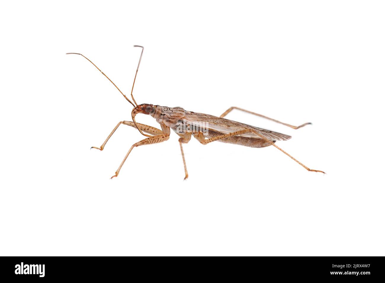 Damsel Bug (Nabis americoferus) isolated on white background. Stock Photo