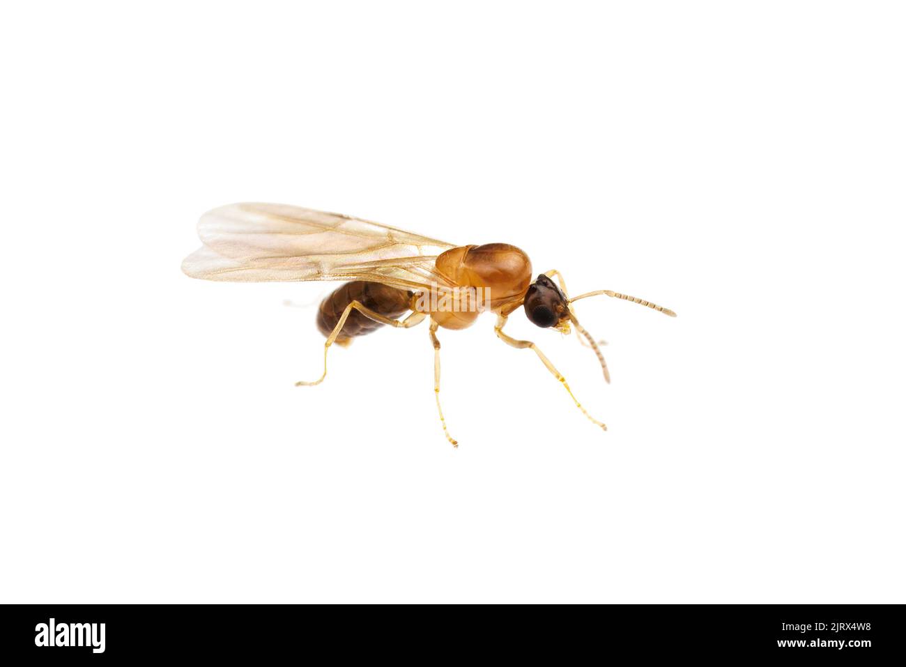 Dark Rover Ant A male Dark Rover Ant (Brachymyrmex patagonicus) on a nuptial flight ...