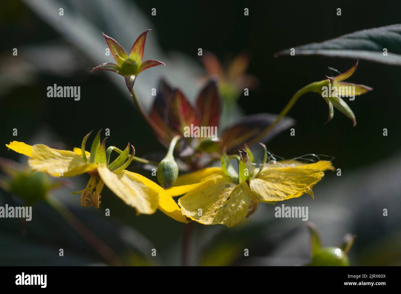 Close up of  Fringed loosestrife (Lysimachia ciliata)  in bloom, close up shot Stock Photo