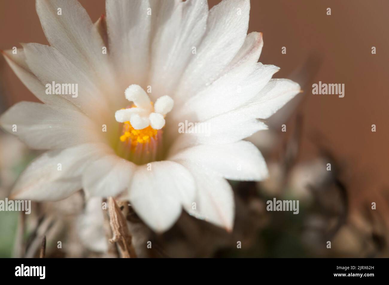 Flowering cactus Turbinicarpus macrochele, macro shot Stock Photo
