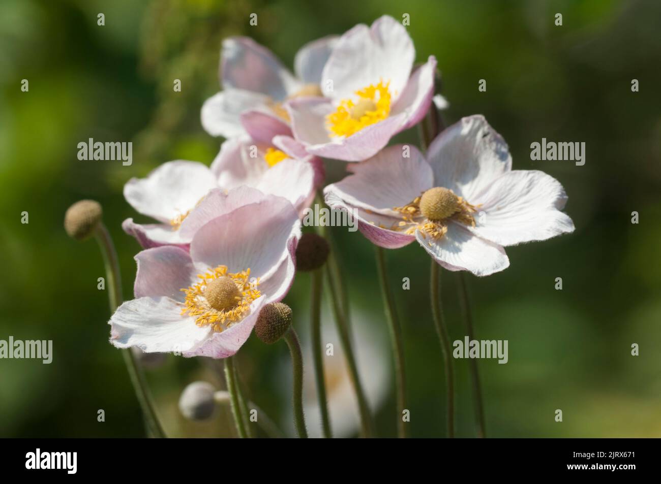 Japanese anemone (Eriocapitella hupehensis) flowers, close up shot, local focus Stock Photo