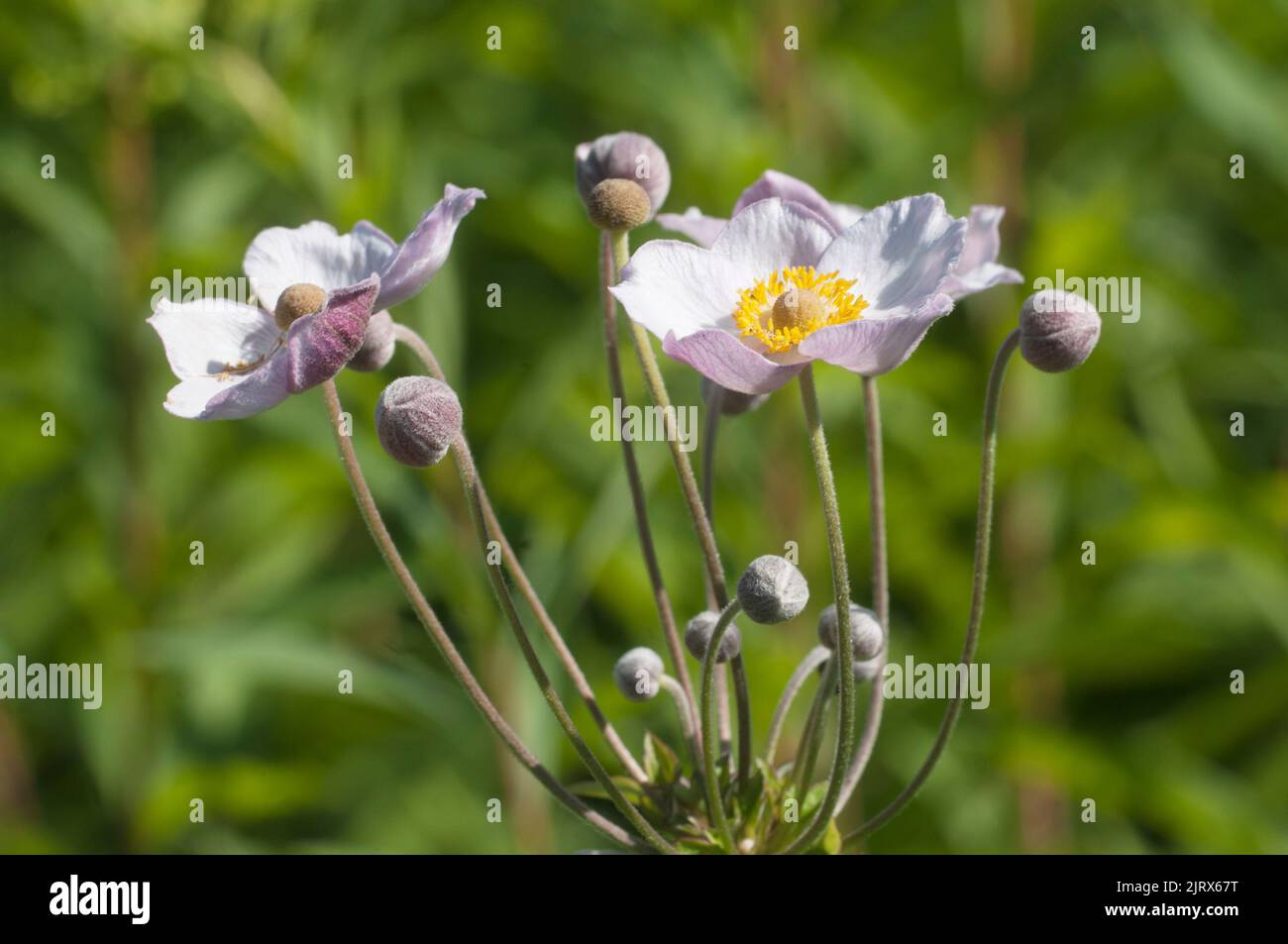 Japanese anemone (Eriocapitella hupehensis) flowers, close up shot, local focus Stock Photo
