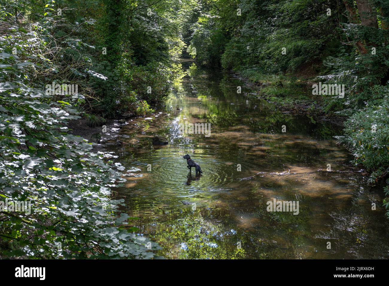 A black dog stands with a paw raised up in the River Ouseburn, Jesmond