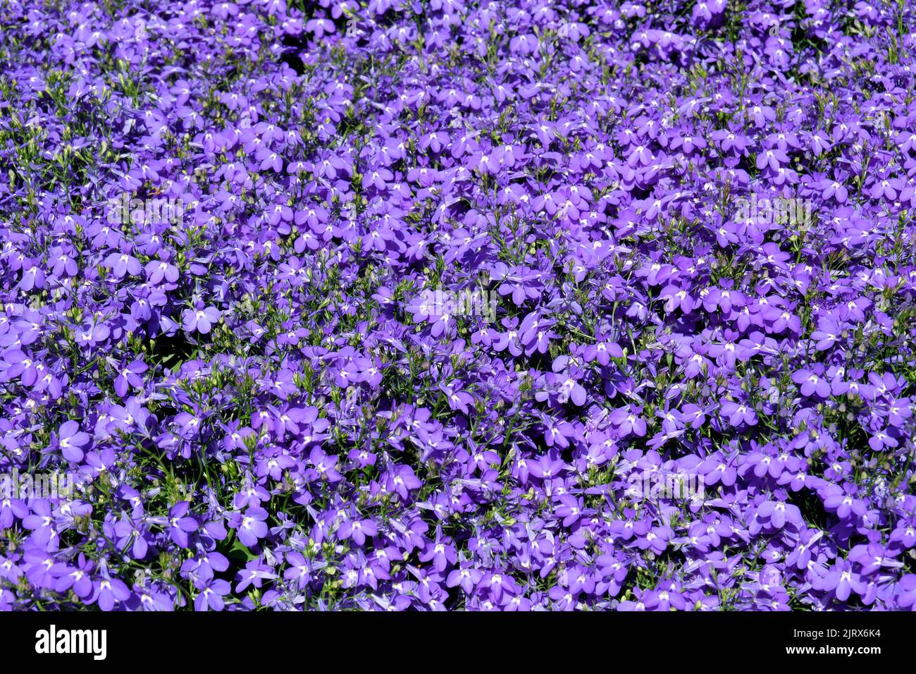 Lobelia flowers Stock Photo
