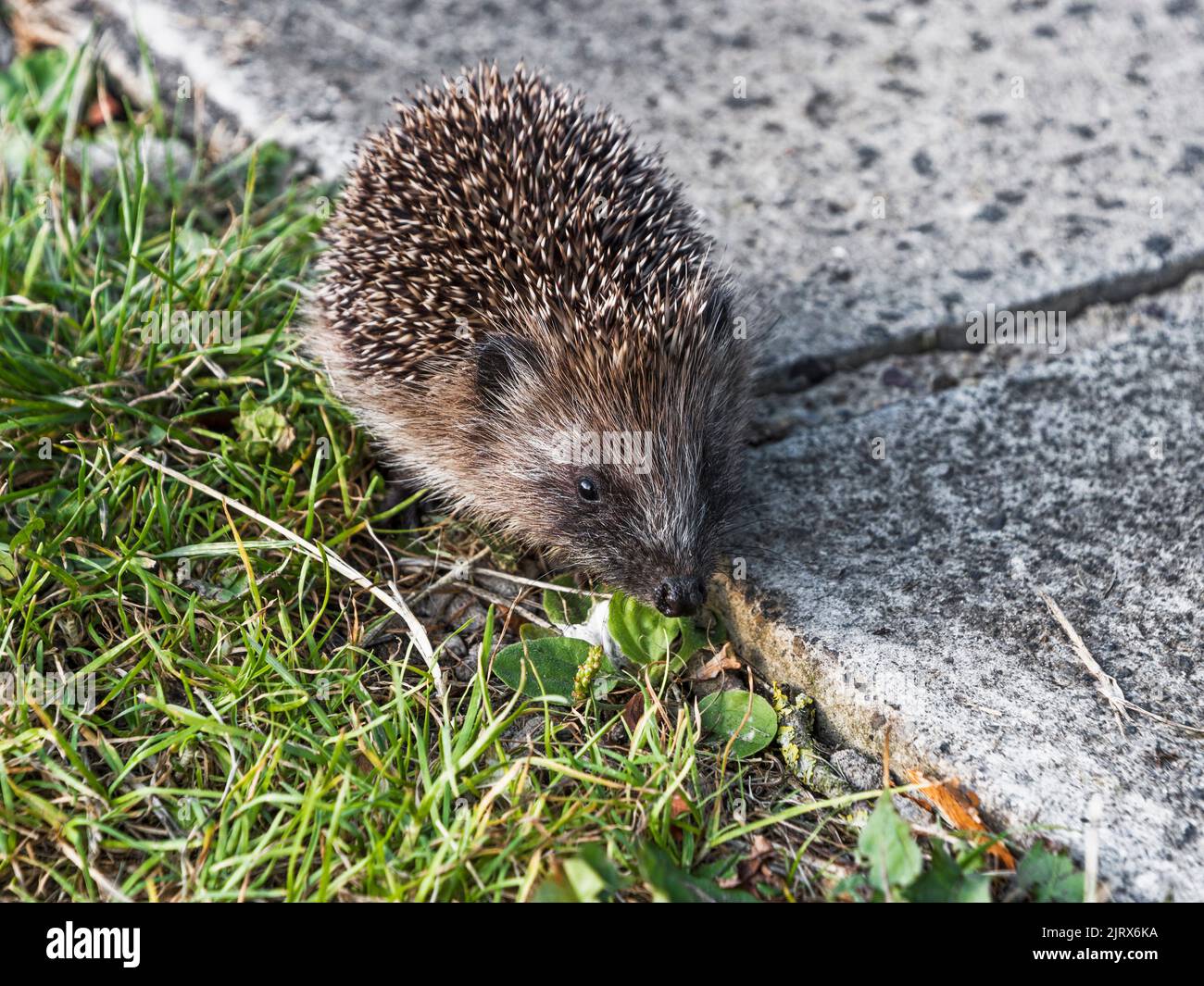 Young hedgehog, Erinaceus europaeus, forages in Northumberland, Uk during the late afternoon. Stock Photo