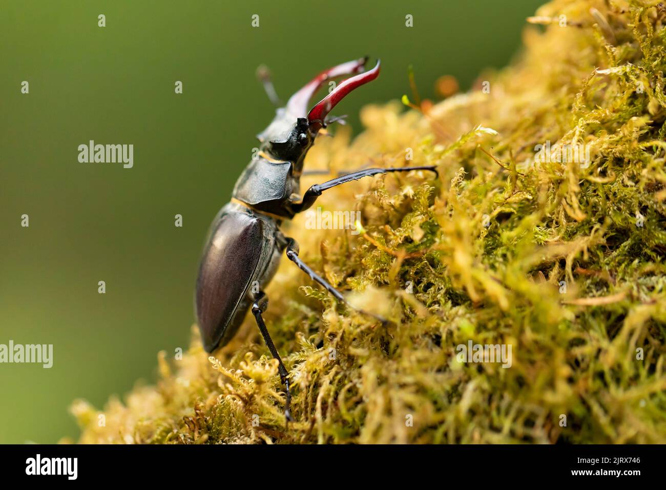Male stag beetle, Lucanus cervus, with enlarge mandible on mossy tree, largest beetle in Europe Stock Photo
