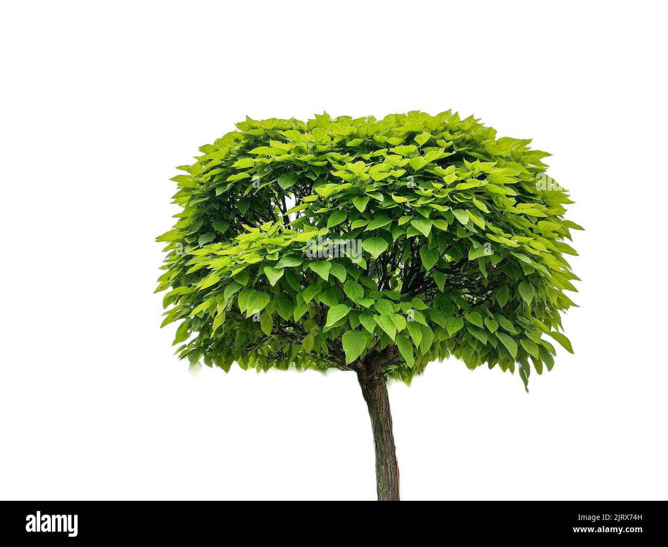 The close-up view of a catalpas tree isolated on the white background Stock Photo