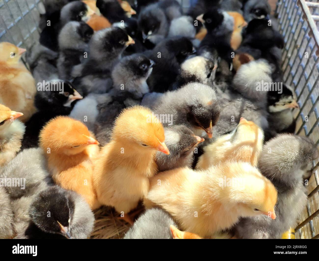 Many little yellow, black, gray young chickens on farm closeup. Many