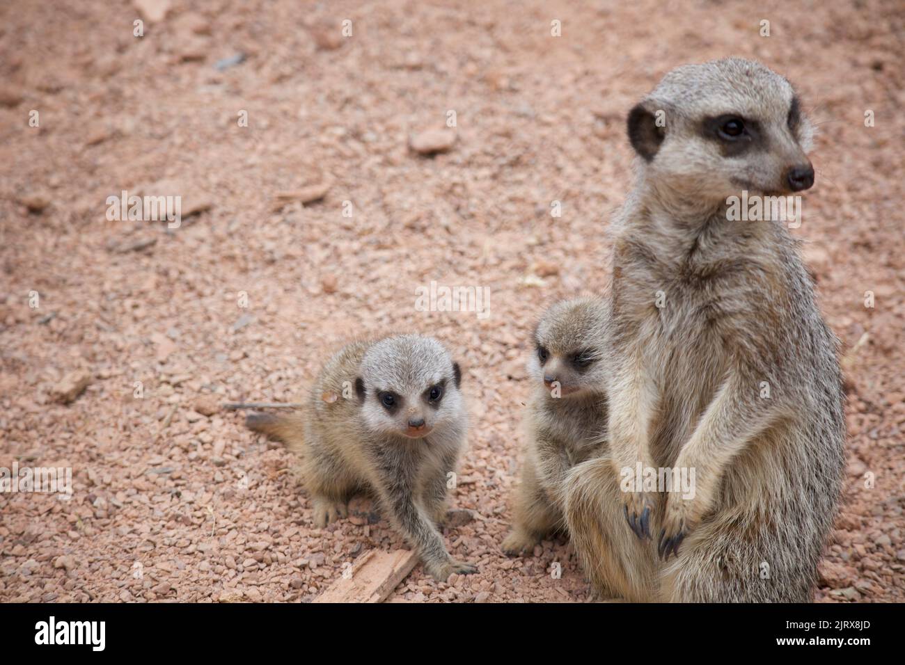 Meerkat with Young Babies, Wild Stock Photo