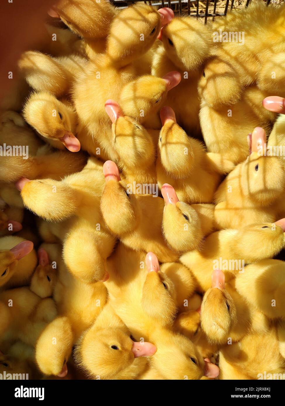 Many little yellow young ducks close-up. Many ducklings top view. Livestock, agribusiness, domestic pet, aviculture breeding, industrial production. Duck farm. Ducks breeding. Agricultural background Stock Photo