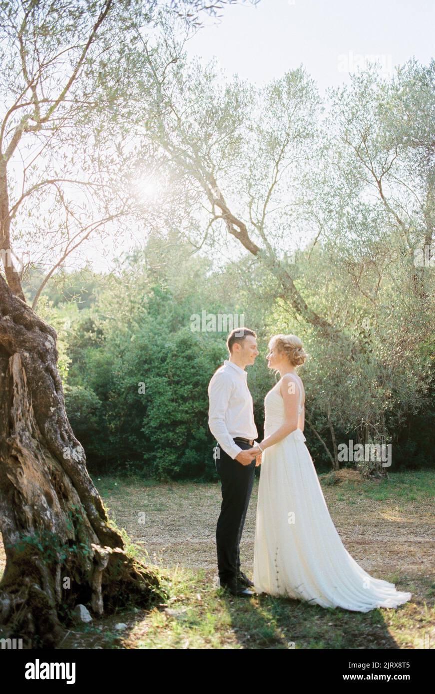 Bride and groom holding hands stand in an olive grove Stock Photo - Alamy