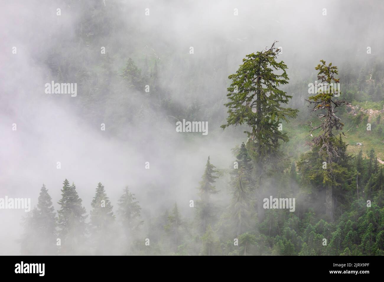 Low clouds and Mountain Hemlock trees viewed from Evergreen Mountain Lookout,, Cascade Range, Mt. Baker-Snoqualmie National Forest, Washington State, Stock Photo