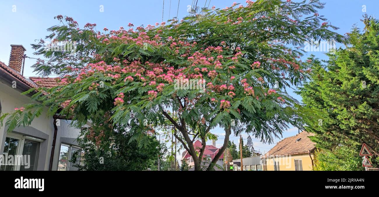 Beautiful Acacia tree with pink flowers in a street in Hungary Stock Photo