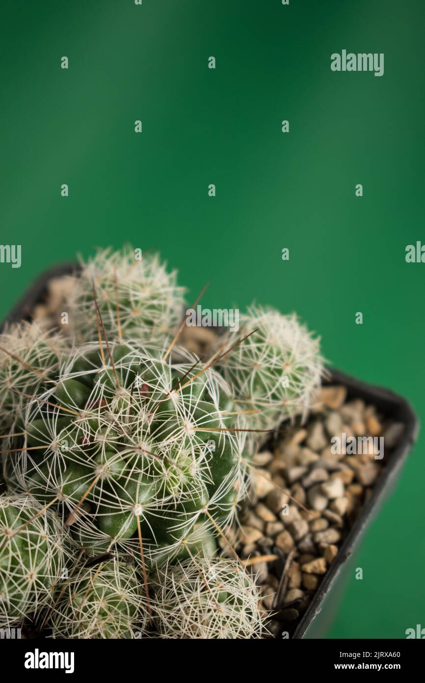 A closeup of a little cactus in a pot Stock Photo