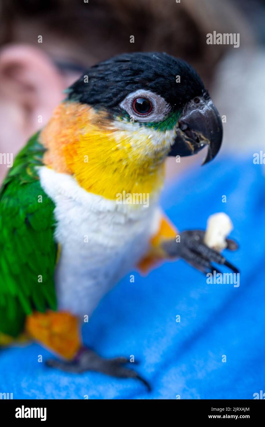 Small colorful Australian lory parrot sitting and eating seeds outdoor Stock Photo