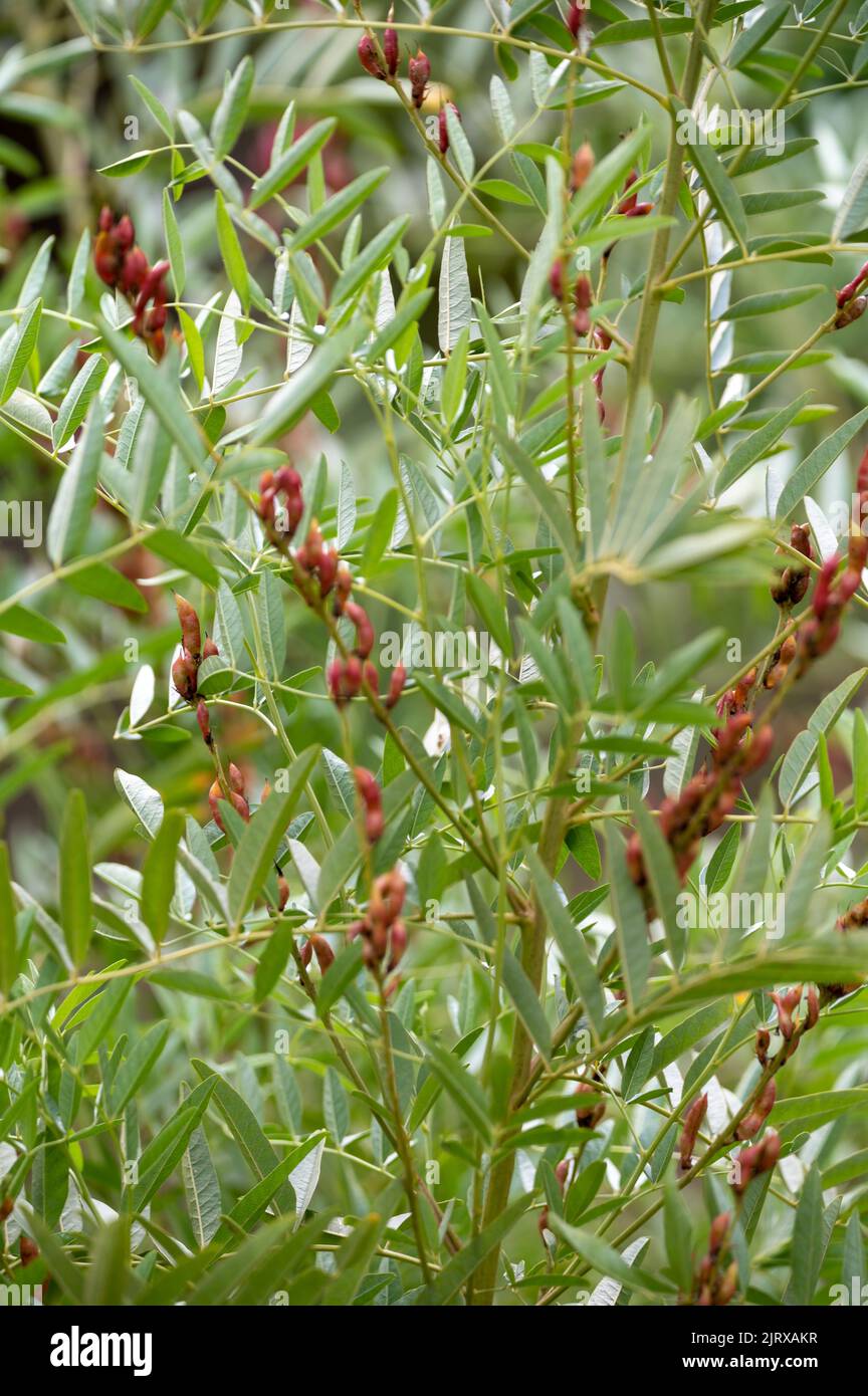 Botanical collection, Glycyrrhiza glabra or root liquorice medicinal