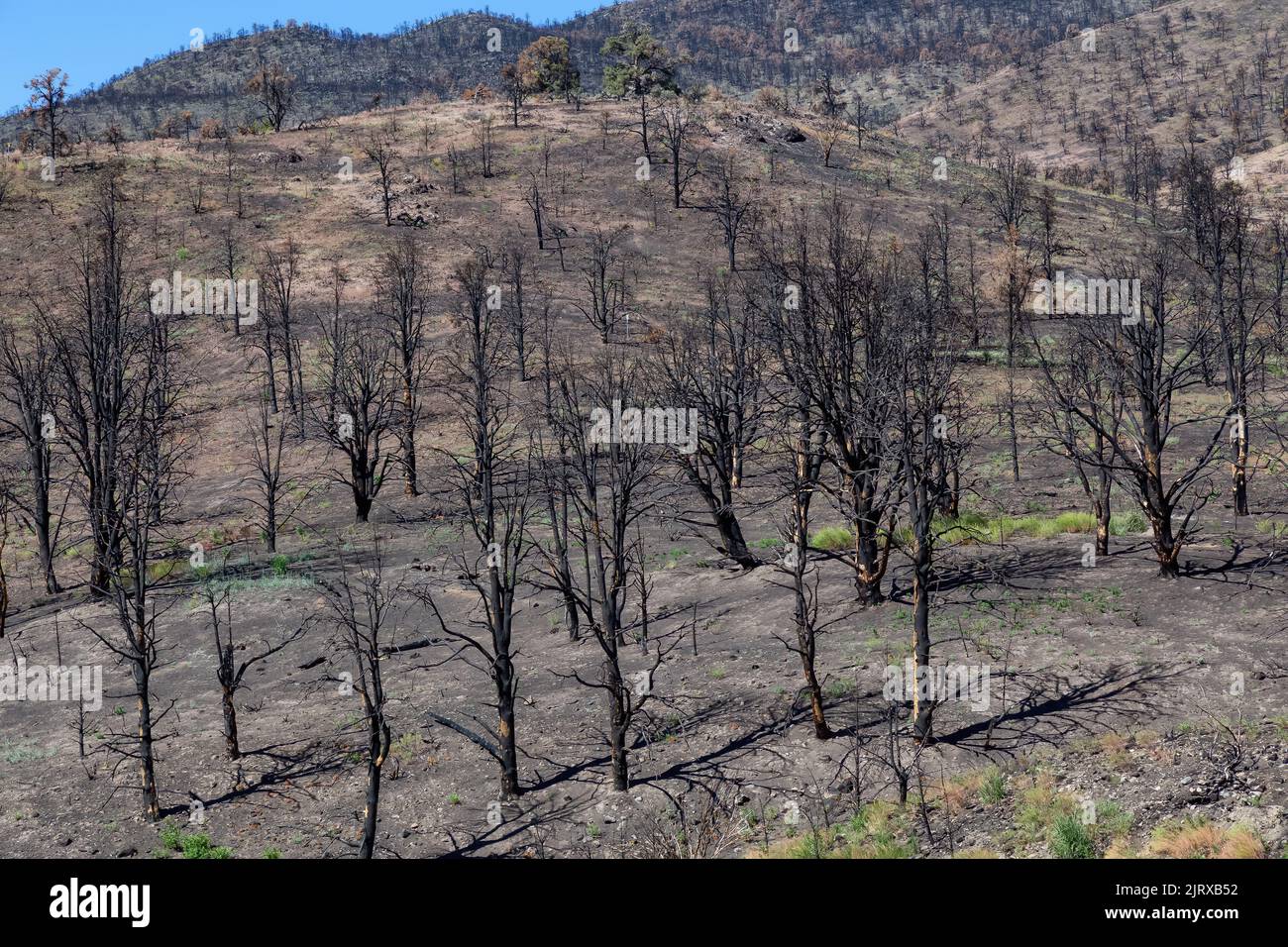 Burnt Trees on the side of a Mountain along the Road. Summer Season. Stock Photo