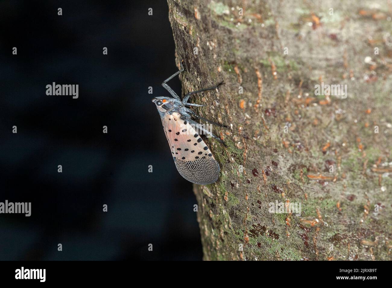 Spotted Lanternflies are seen in the Hudson Yards neighborhood in New York on Wednesday, August 24, 2022. (© Richard B. Levine) Stock Photo
