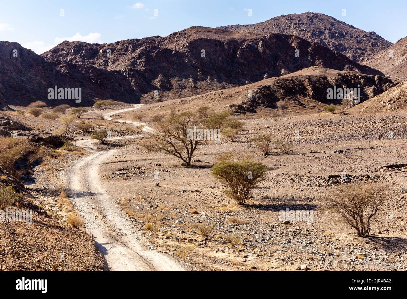 Wadi Shawka hiking trail, winding gravel dirt road through Wadi Shawka riverbed and rocky limestone Hajar Mountains, United Arab Emirates, with acacia Stock Photo